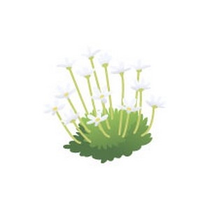 Tufted Saxifrage